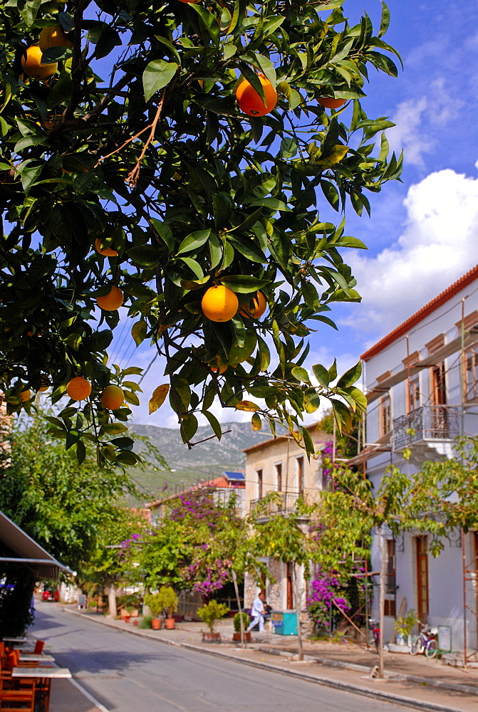 Orange tree in a little village in the Lakonian Mani, Peloponnese, Greece, Europe