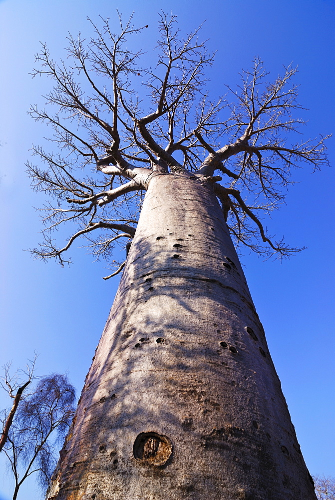 Baobab tree from below, Avenue de Baobabs, Madagascar, Africa