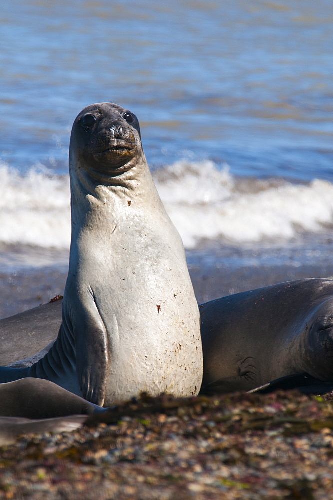 Elephant seals on Punta Ninfas, Chubut, Argentina, South America