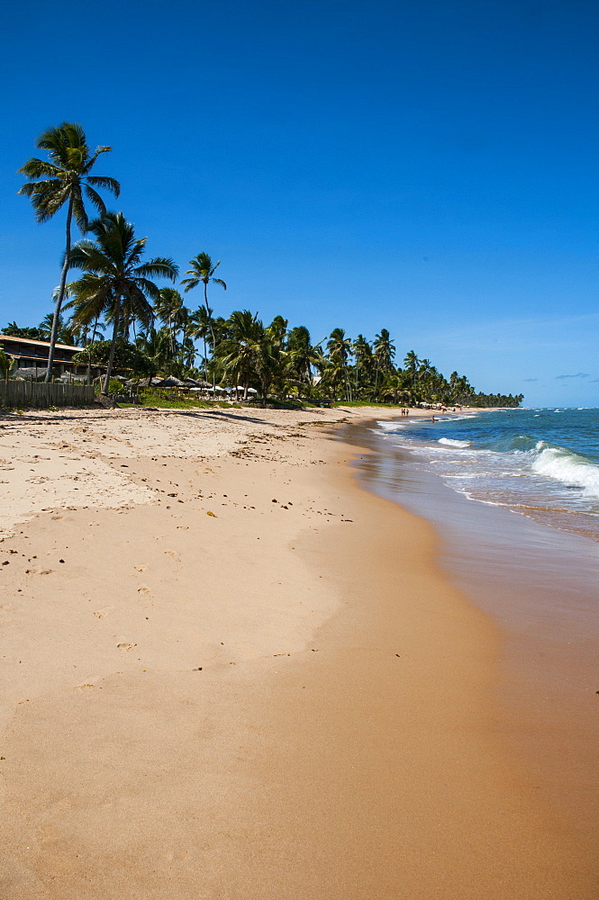 Tropical beach in Praia do Forte, Bahia, Brazil, South America