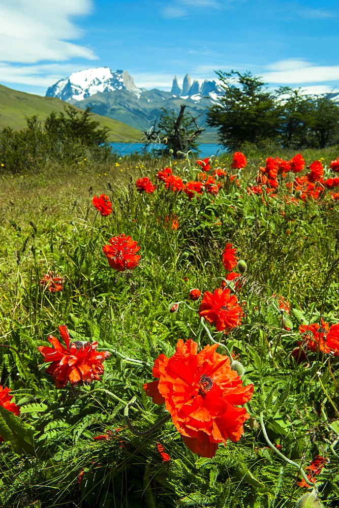 Blooming wild flowers in the Torres del Paine National Park, Patagonia, Chile, South America 