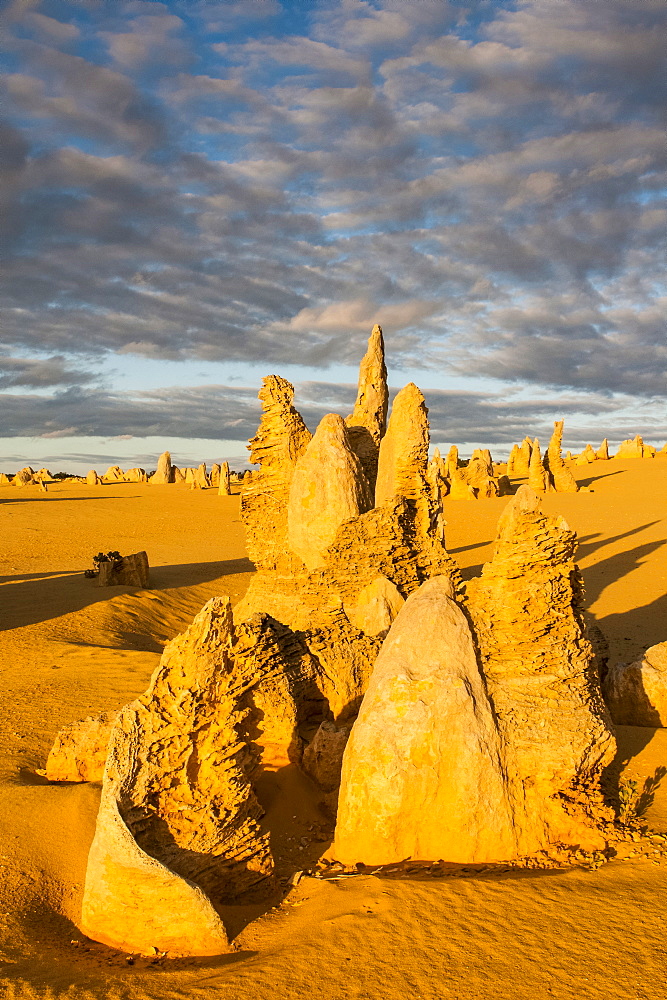 The Pinnacles  limestone formations at sunset contained within Nambung National Park, Western Australia, Australia, Pacific 