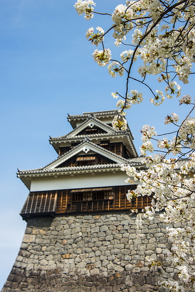 Cherry blossom and Kumamoto Japanese Castle, Kumamoto, Kyushu, Japan, Asia 