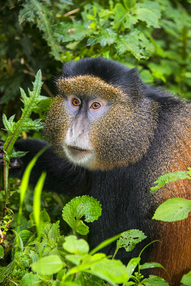 Golden monkey (Cercopithecus kandti), Virunga National Park, Rwanda, Africa