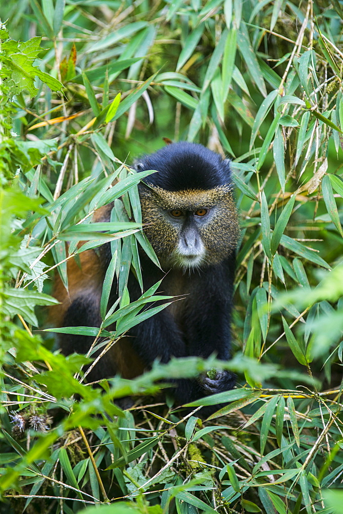 Golden monkey (Cercopithecus kandti), Virunga National Park, Rwanda, Africa