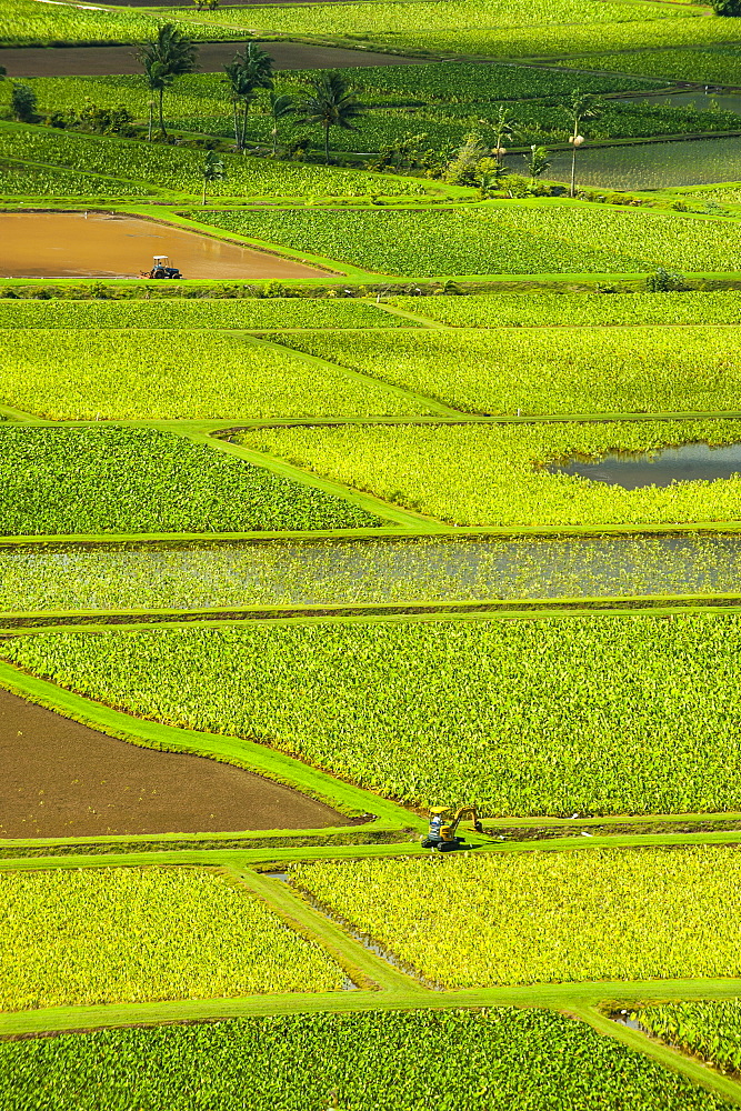 Taro fields near Hanalei on the island of Kauai, Hawaii, United States of America, Pacific