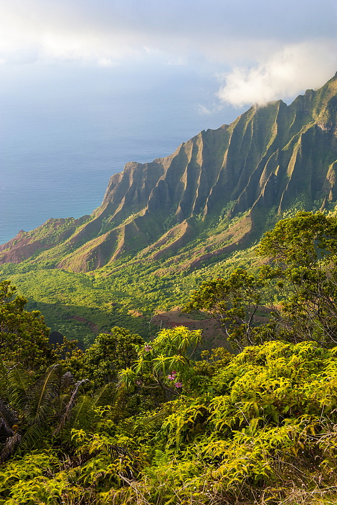 Kalalau lookout over the Napali coast from the Kokee State Park, Kauai, Hawaii, United States of America, Pacific