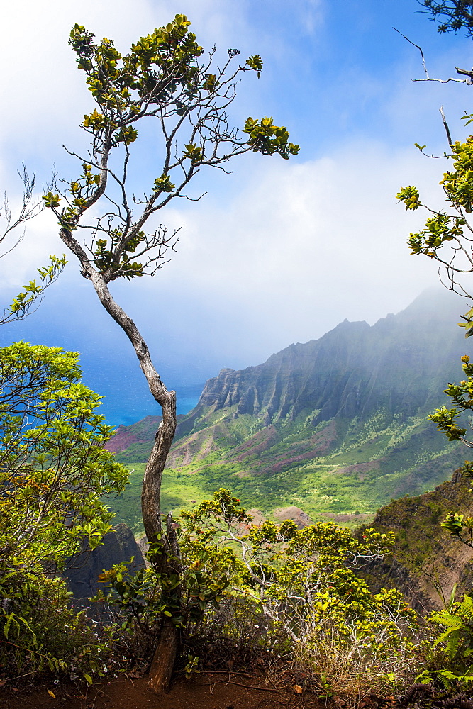 Kalalau lookout over the Napali coast from the Kokee state park, Kauai, Hawaii, United States of America, Pacific