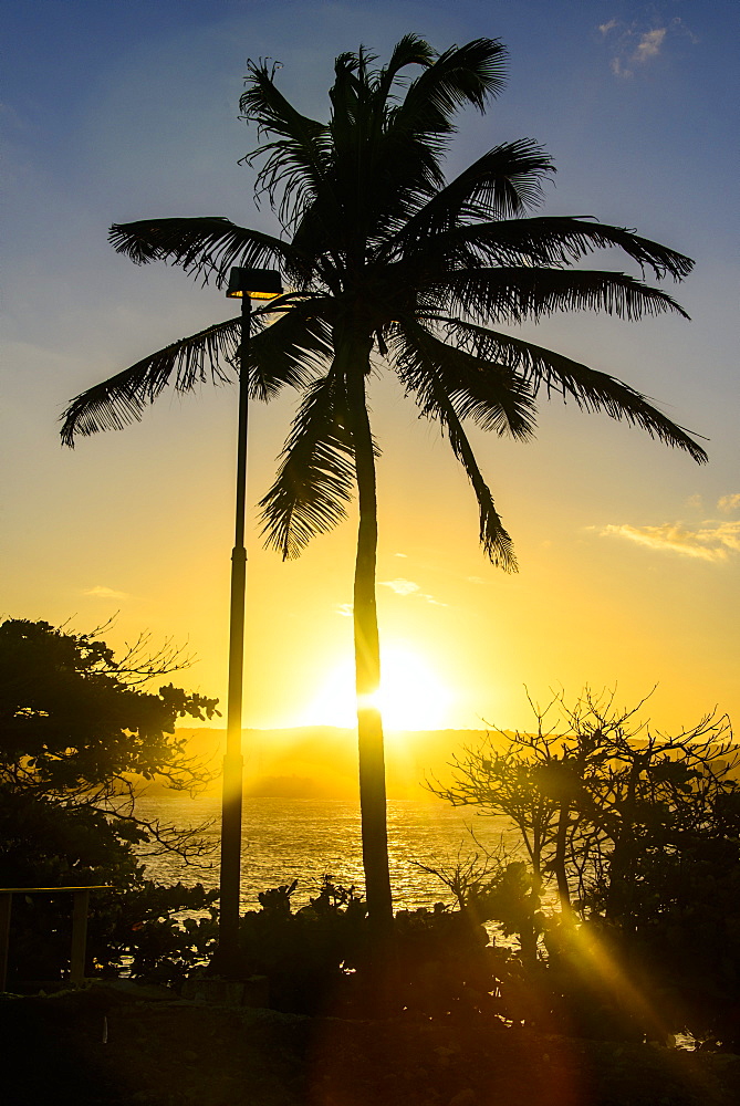 Backlit palm tree in the Fortress of Fortaleza San Felipe, Puerto Plata, Dominican Republic, West Indies, Caribbean, Central America