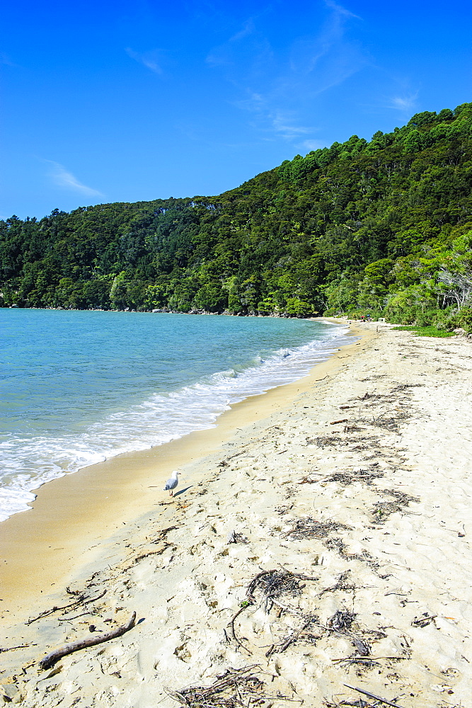 Long sandy beach, Abel Tasman National Park, South Island, New Zealand, Pacific