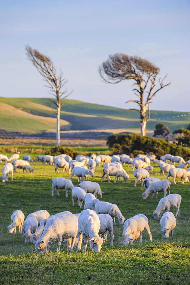 Sheep grazing in the green fields of the Catlins, South Island, New Zealand, Pacific