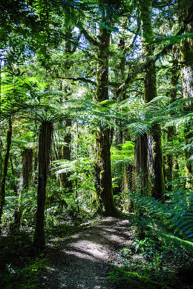 Oparara Basin, Karamea, West Coast, South Island, New Zealand, Pacific