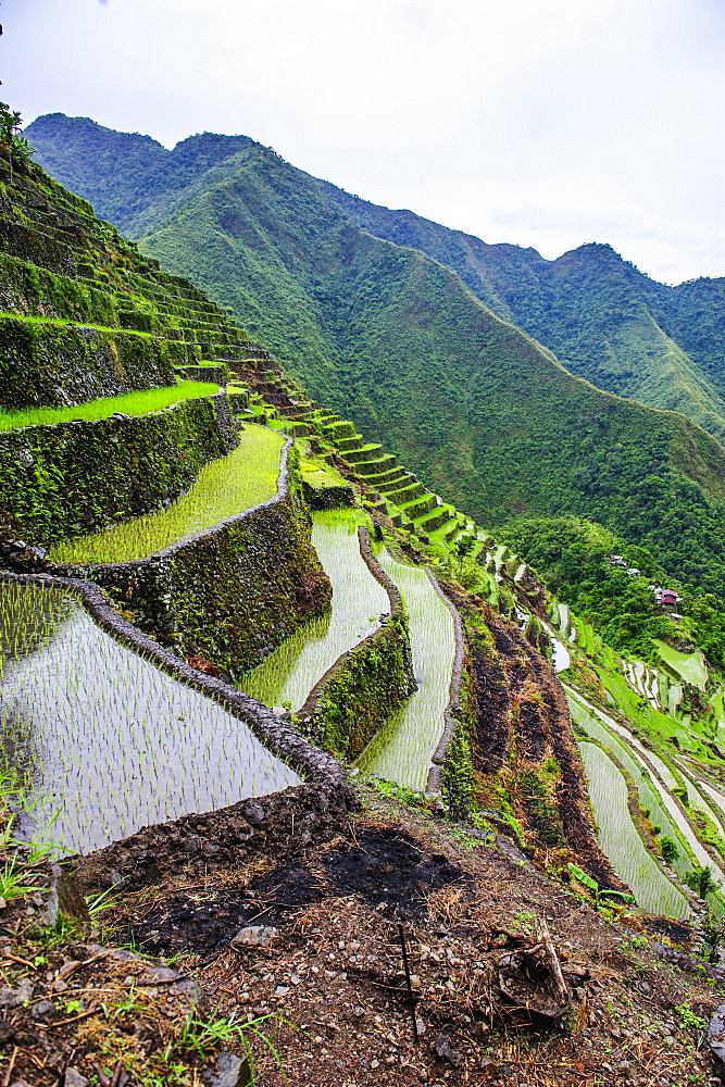 Batad rice terraces, part of the UNESCO World Heritage Site of Banaue, Luzon, Philippines, Southeast Asia, Asia