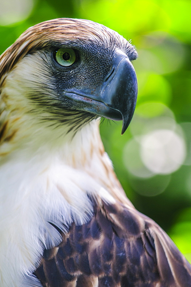 Philippine eagle (Pithecophaga jefferyi) (Monkey-eating eagle), Davao, Mindanao, Philippines, Southeast Asia, Asia