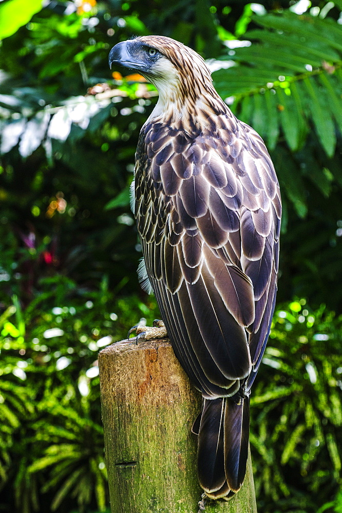 Philippine eagle (Pithecophaga jefferyi) (Monkey-eating eagle), Davao, Mindanao, Philippines, Southeast Asia, Asia