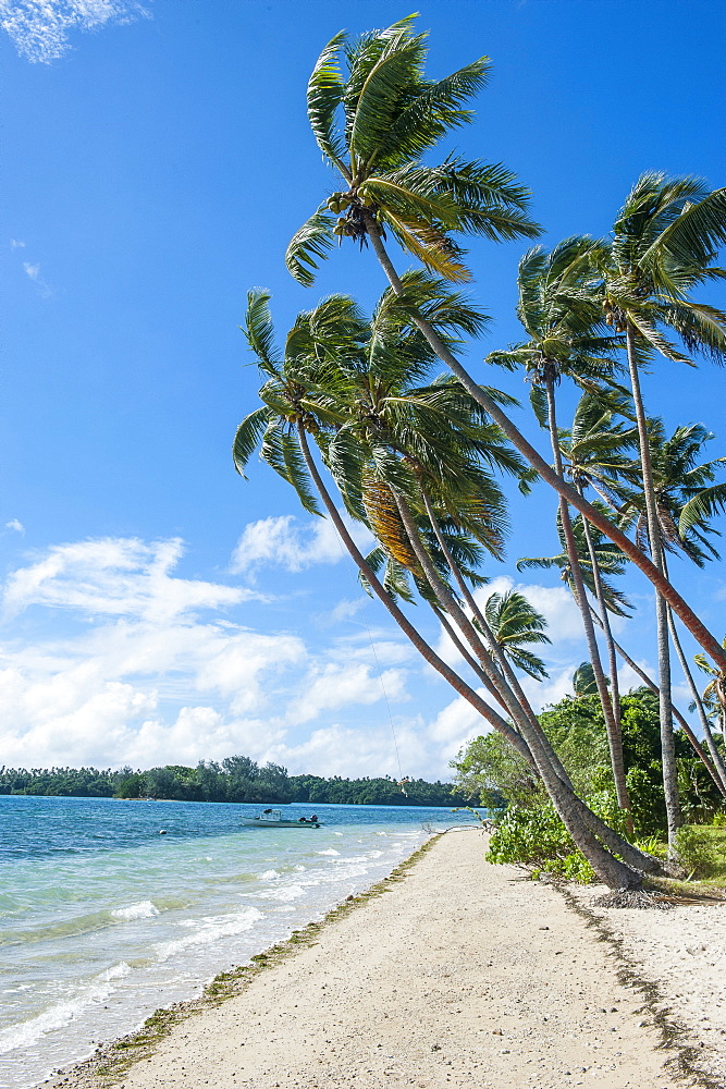 Palm fringed white sand beach on an islet of Vavau, Vavau Islands, Tonga, South Pacific, Pacific