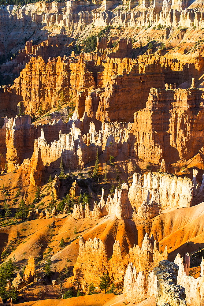 The colourful sandstone formations of the Bryce Canyon National Park in the late afternoon, Utah, United States of America, North America