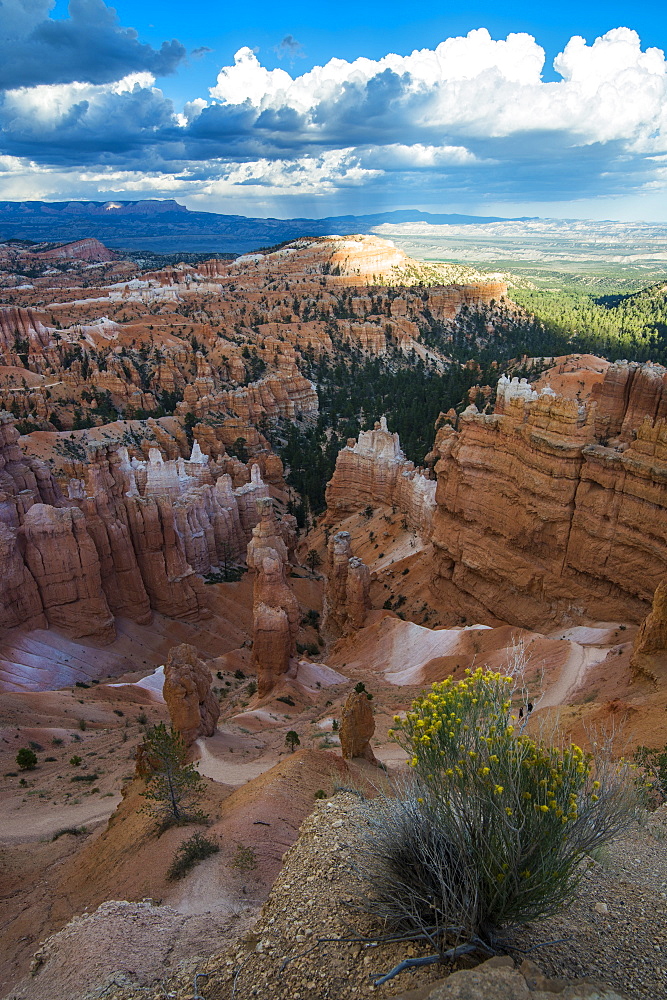 The colourful sandstone formations of the Bryce Canyon National Park in the late afternoon, Utah, United States of America, North America