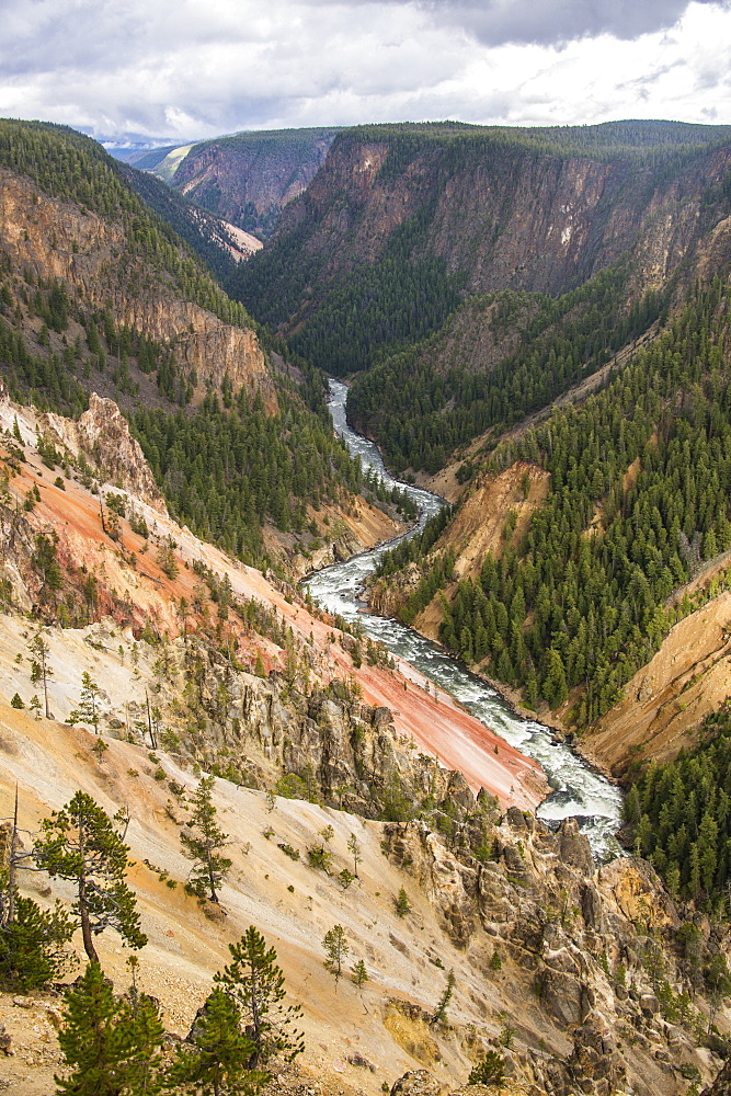 The colourful Grand Canyon of the Yellowstone, Yellowstone National Park, UNESCO World Heritage Site, Wyoming, United States of America, North America