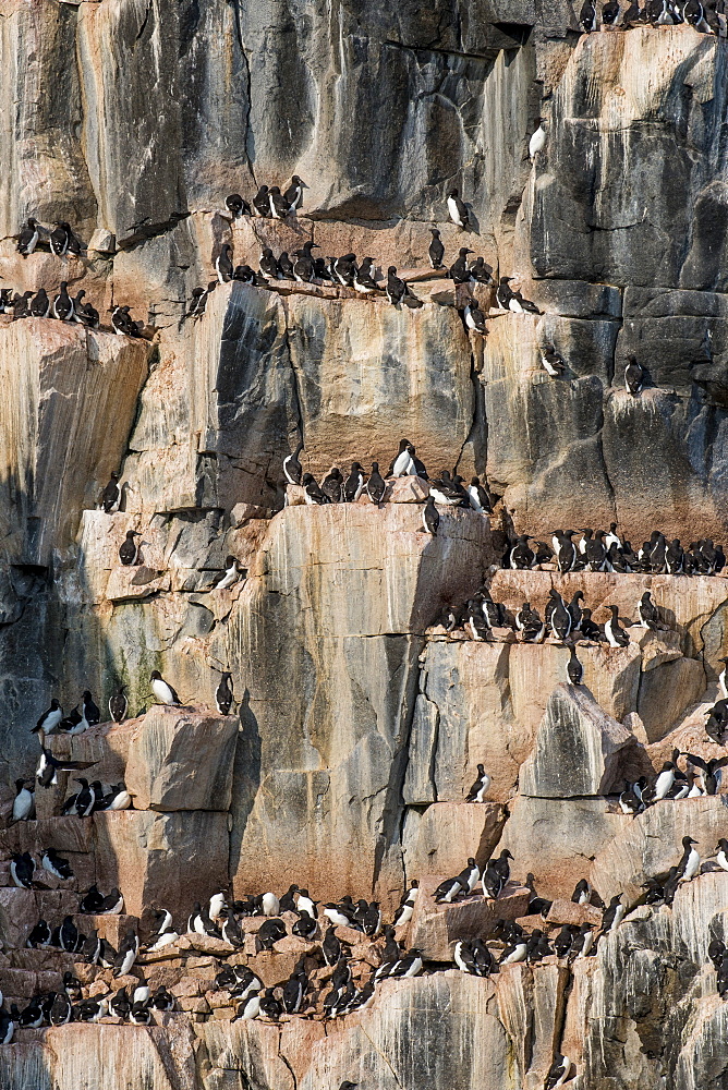 Black-legged kittiwakes (Rissa tridactyla) colony on the cliffs of Alkerfjellet, Svalbard, Arctic