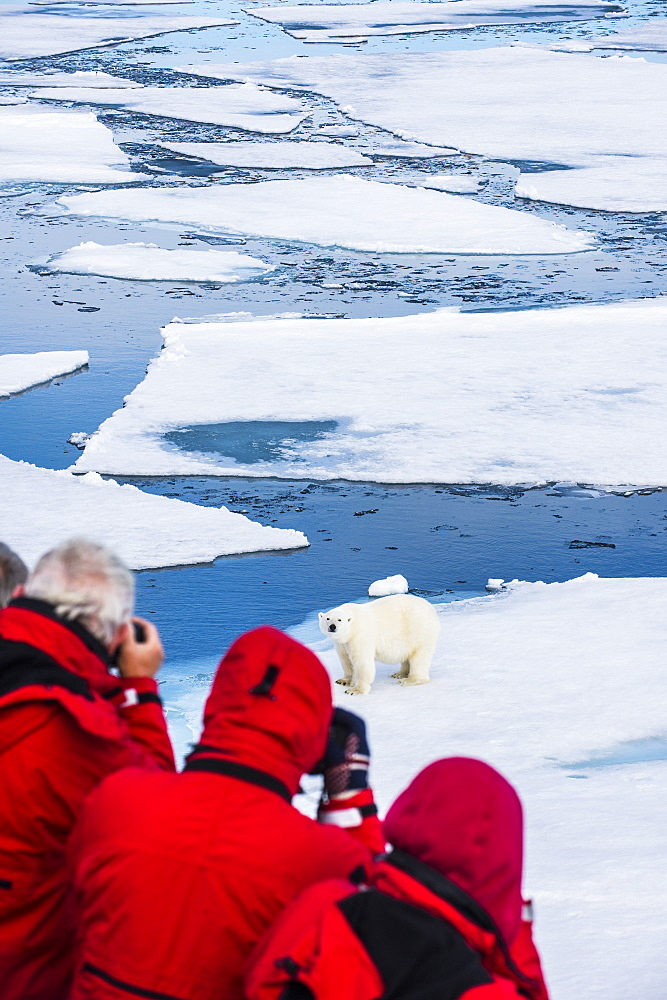 Polar bear (Ursus maritimus) on a ice floe in the Arctic shelf, Svalbard, Arctic