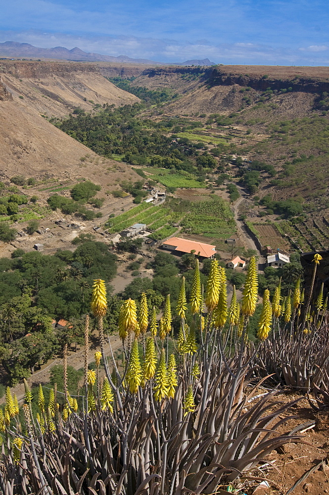 View over valley and blooms, Ciudad Velha (Cidade Velha), Santiago, Cape Verde Islands, Africa