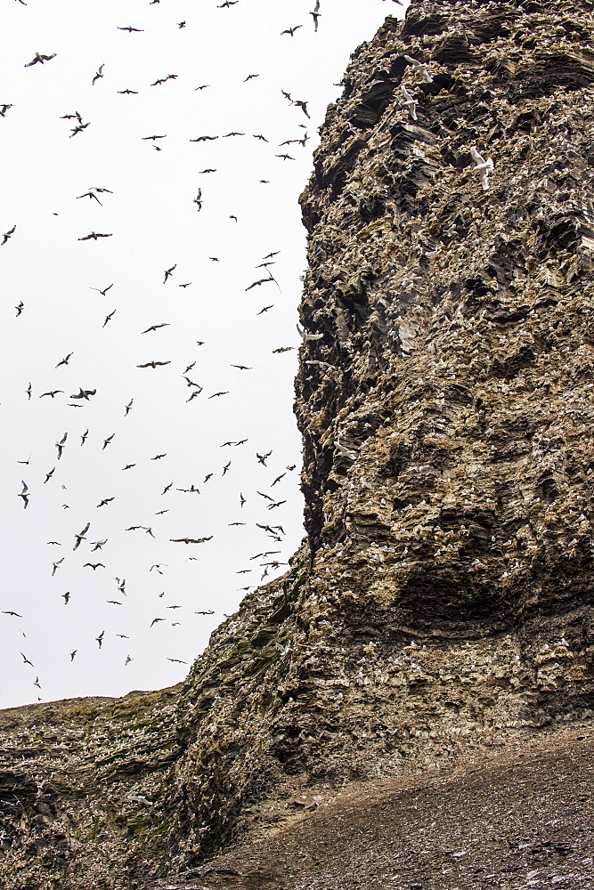 Black-legged Kittiwakes (Rissa tridactyla) flying and nesting, Diskobukta, Edgeoya Island, Svalbard Archipelago, Norway, Arctic