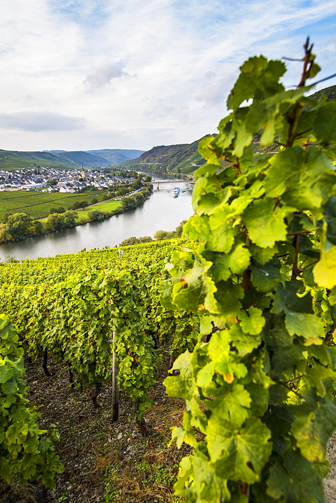 Vineyards around the Moselle at Trittenheim, Moselle Valley, Rhineland-Palatinate, Germany, Europe