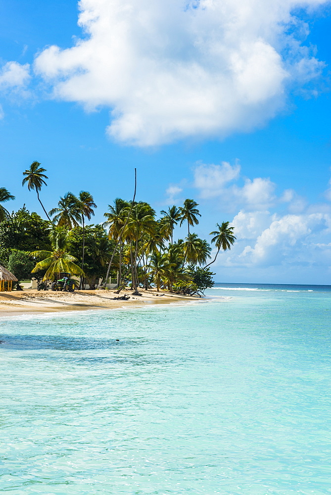 Sandy beach and palm trees of Pigeon Point, Tobago, Trinidad and Tobago, West Indies, Caribbean, Central America