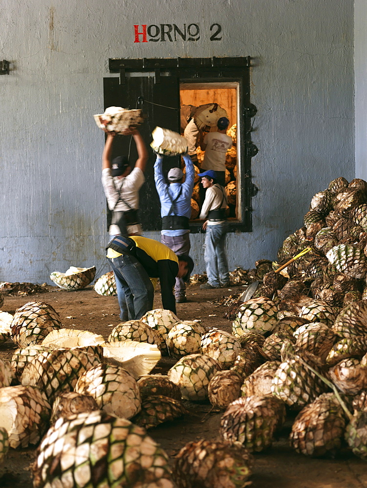 Workers loading blue agave plants to ovens for the production of tequila, Tequila, Jalisco, Mexico, North America