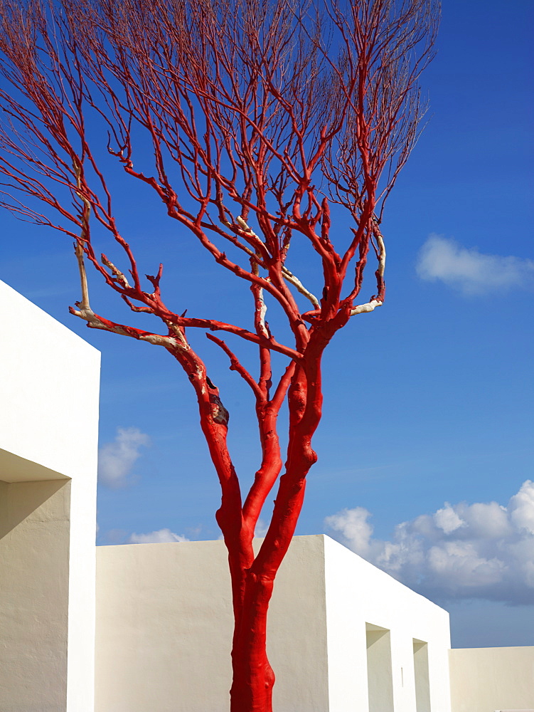 Bare red tree against a white building and blue sky, Mayan Riviera, Akumal, Yucatan, Quintana Roo, Mexico, North America