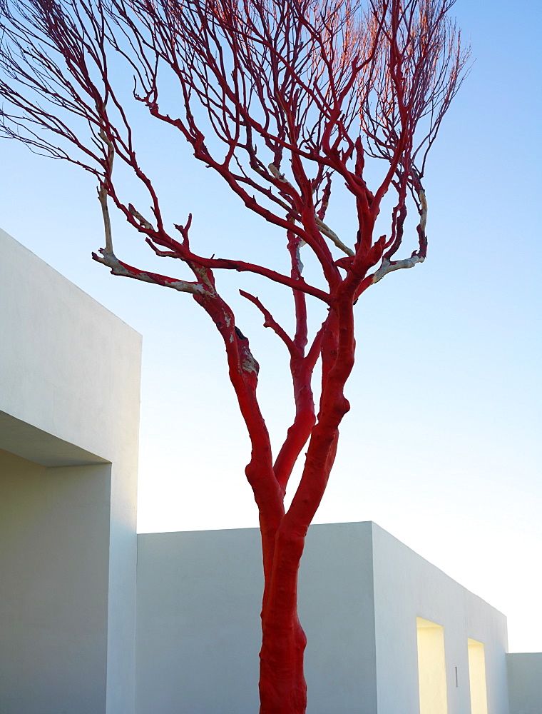 Bare red tree against a white building and blue sky, Mayan Riviera, Akumal, Yucatan, Quintana Roo, Mexico, North America