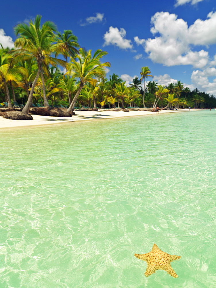 Starfish floating on placid water with blue sky and palm fringed beach, Bavaro Beach, Punta Cana, Dominican Republic, West Indies, Caribbean, Central America