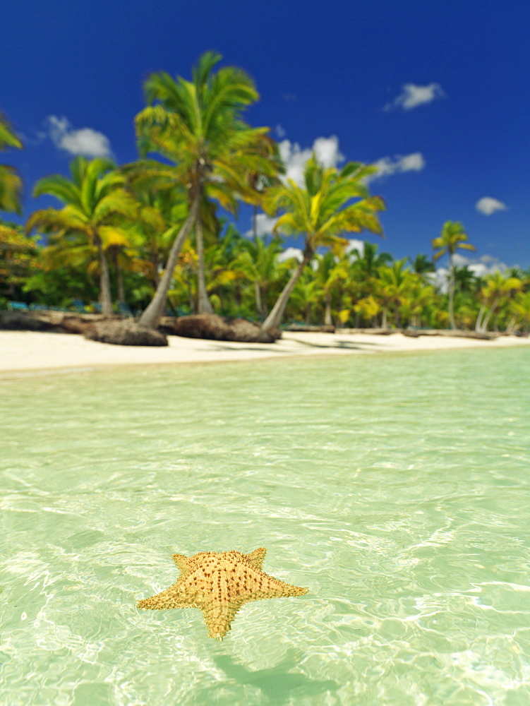 Starfish floating on placid water with blue sky and palm fringed beach, Bavaro Beach, Punta Cana, Dominican Republic, West Indies, Caribbean, Central America