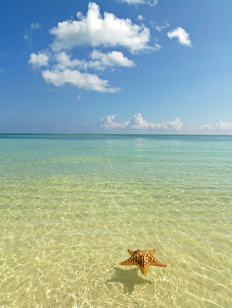 Starfish floating on placid water with blue sky, Bavaro Beach, Punta Cana, Dominican Republic, West Indies, Caribbean, Central America