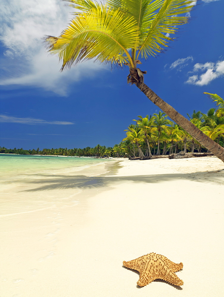 Starfish washed up on white sandy beach, Bavaro Beach, Punta Cana, Dominican Republic, West Indies, Caribbean, Central America