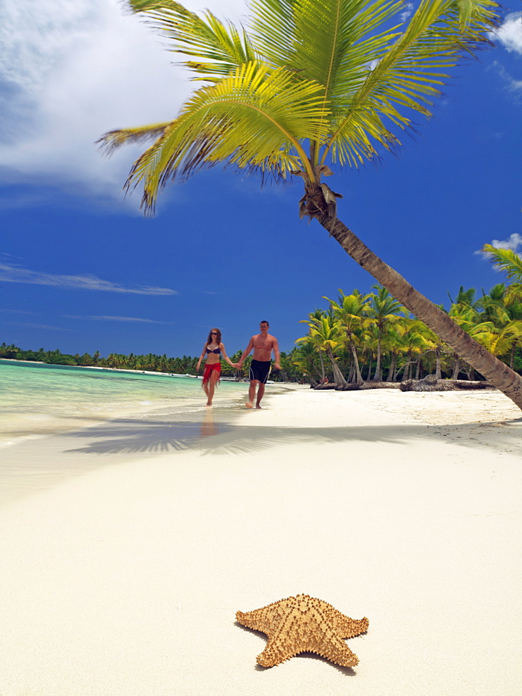 Couple walking towards a starfish washed up on white sandy beach, Bavaro Beach, Punta Cana, Dominican Republic, West Indies, Caribbean, Central America