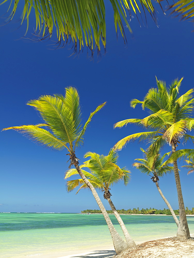 Palm trees and white sandy beach, Bavaro Beach, Punta Cana, Dominican Republic, West Indies, Caribbean, Central America