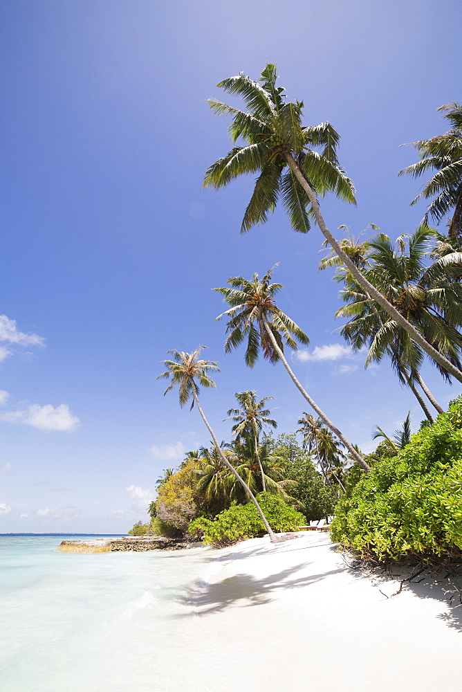 Palm trees lean over white sand, under a blue sky, on Bandos Island in The Maldives, Indian Ocean, Asia