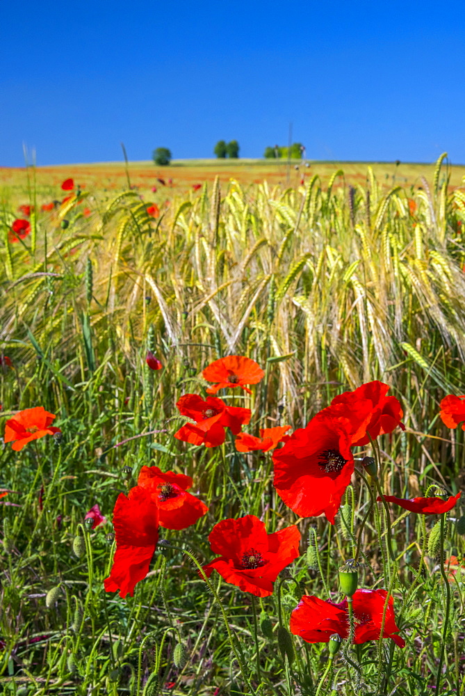 Poppies in poppy field, Cambridgeshire, England, United Kingdom, Europe