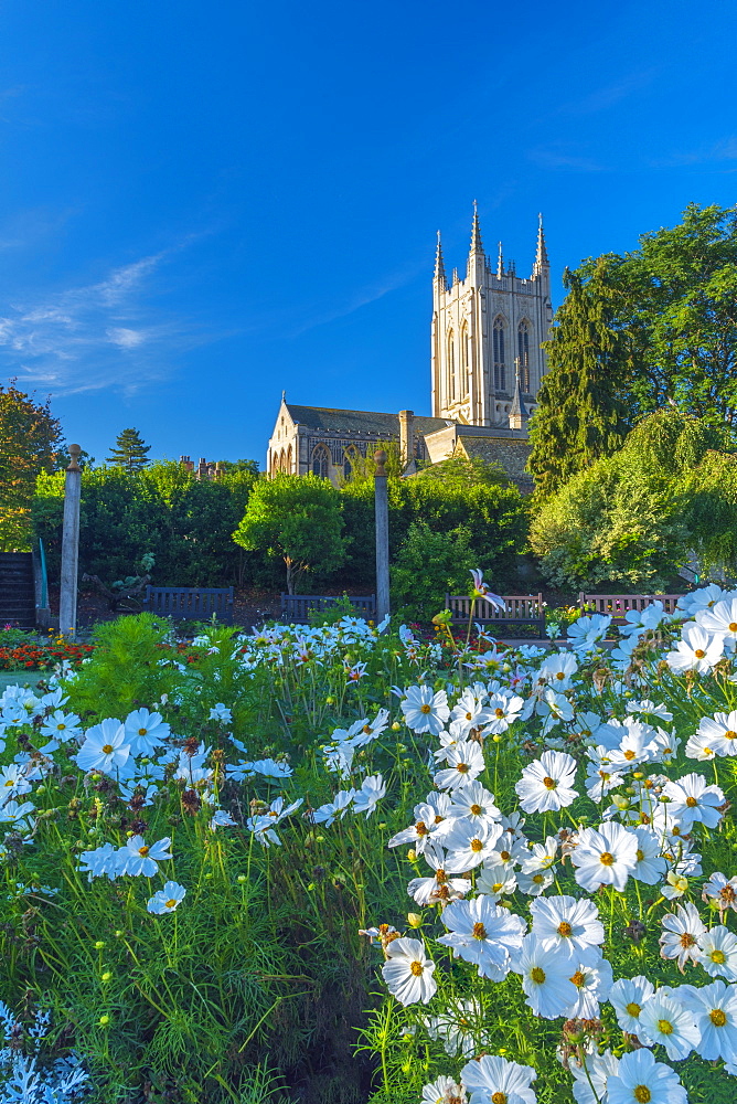 St. Edmundsbury Cathedral from the Abbey Gardens, Bury St. Edmunds, Suffolk, England, United Kingdom, Europe