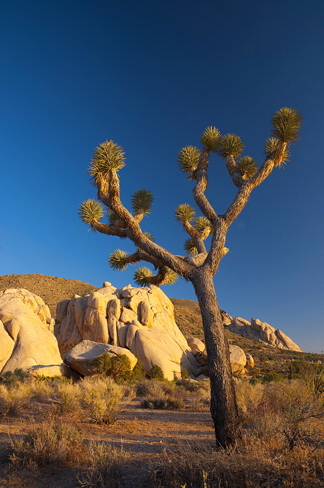 Joshua Tree National Park, California, United States of America, North America