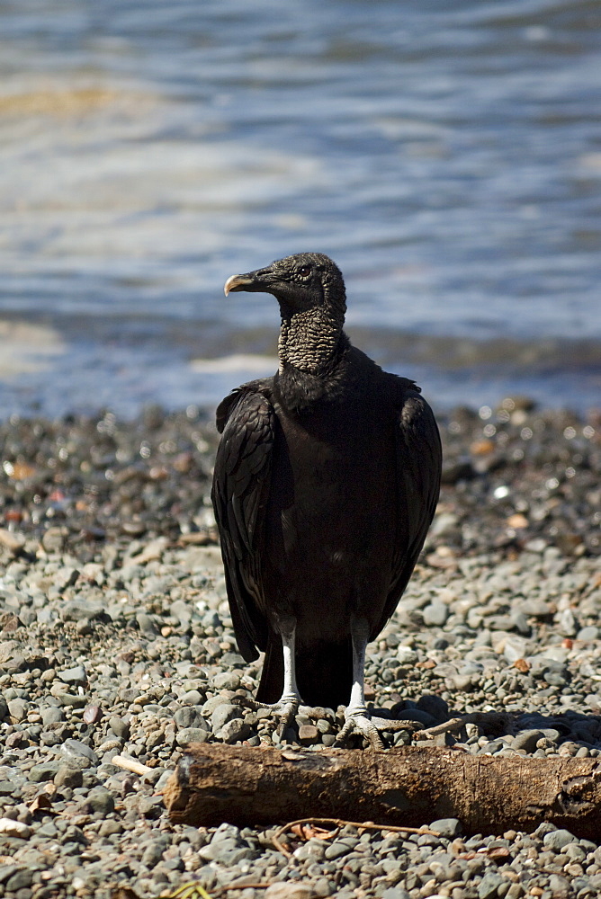 South American black vulture (Coragyps atratus brasiliensis), a common scavenger, river mouth near Nosara, Nicoya Peninsula, Guanacaste Province, Costa Rica, Central America