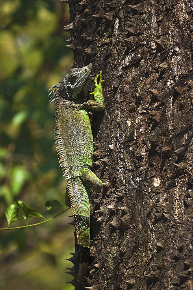 A male green iguana on a spiny pochote tree, Nosara, Nicoya Peninsula, Guanacaste Province, Costa Rica, Central America