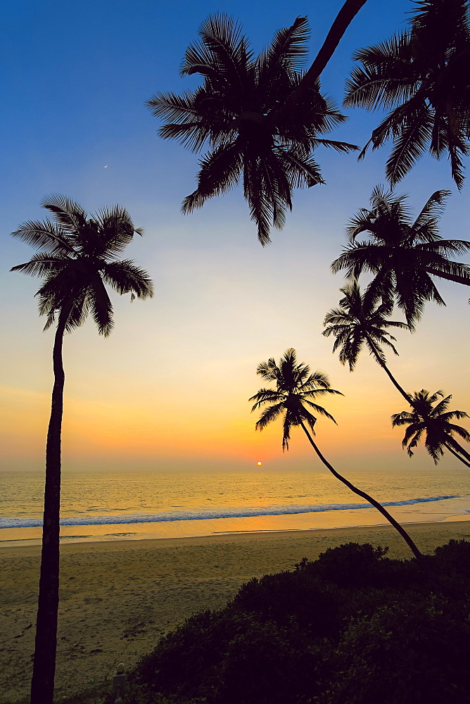 Leaning palm trees at sunset on lovely unspoilt Kizhunna Beach, south of Kannur on the state's North coast, Kannur, Kerala, India, Asia