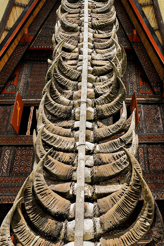 Sacrificial buffalo horns show the status of a Tongkonan house at Parinding, Lombok Parinding, Toraja, South Sulawesi, Indonesia, Southeast Asia, Asia