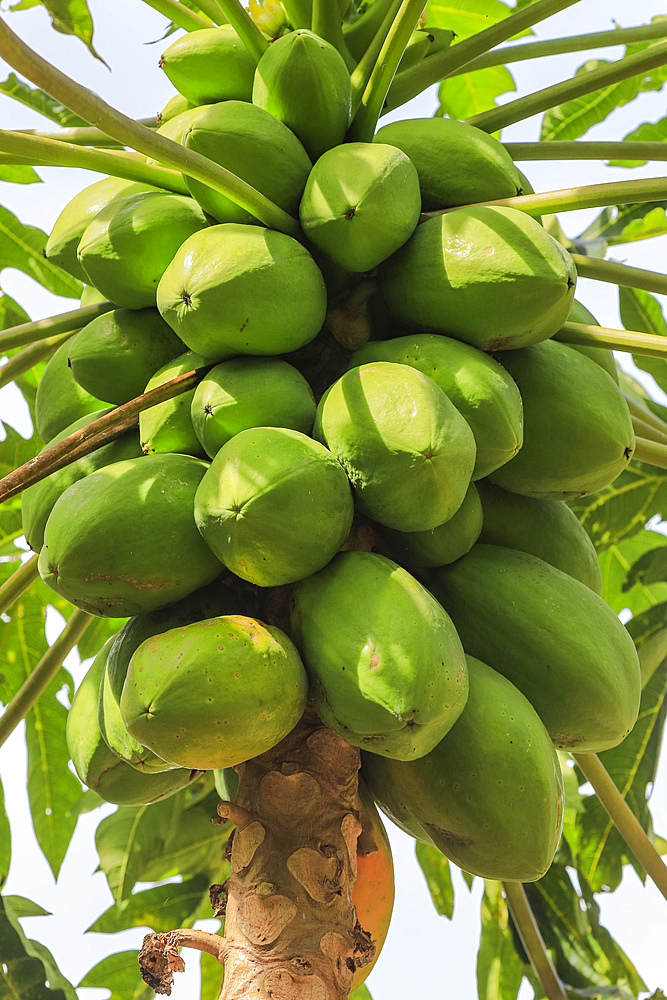 Papaya tree with many fruits at this popular highland tourist park, Bukit Kasih, Minahasa, North Sulawesi, Indonesia, Southeast Asia, Asia