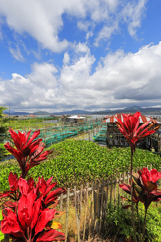 Excessive water hyacinth growth and fish cage farms on this large lake that suffers from pollutants, climate change heating and reduced oxygen, Lake Tondano, Minahasa, North Sulawesi, Indonesia, Southeast Asia, Asia