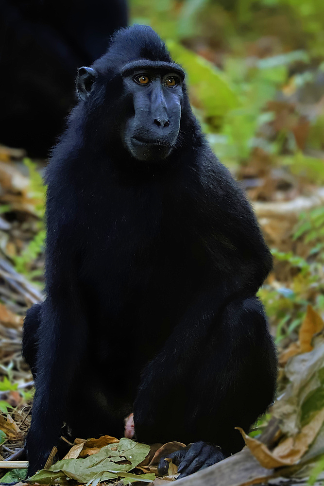 Crested black macaque (Macaca nigra) a native ape-like monkey with striking eyes, face and hair tuft, Tangkoko Reserve, Minahasa, N Sulawesi, Indonesia, Southeast Asia, Asia