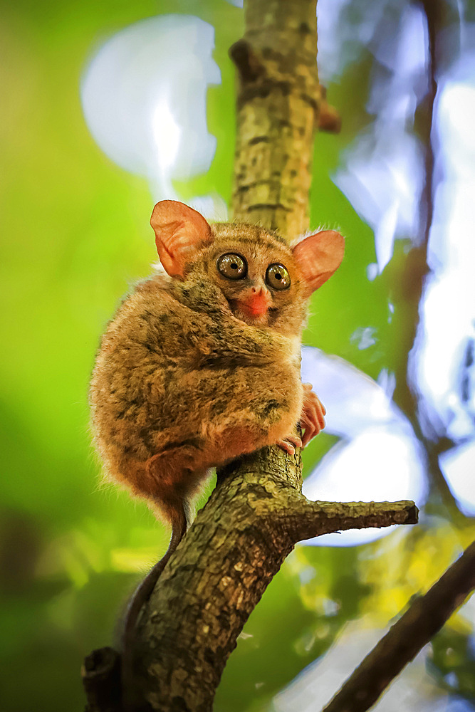 Spectral Tarsier (Tarsius tarsier) one of the smallest primates, now endangered, insect eating and nocturnal, Tangkoko National Park, Minahasa Highlands, North Sulawesi, Indonesia, Southeast Asia, Asia